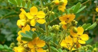 Thực hư chuyện phan tả diệp trị táo bón có đúng không?
